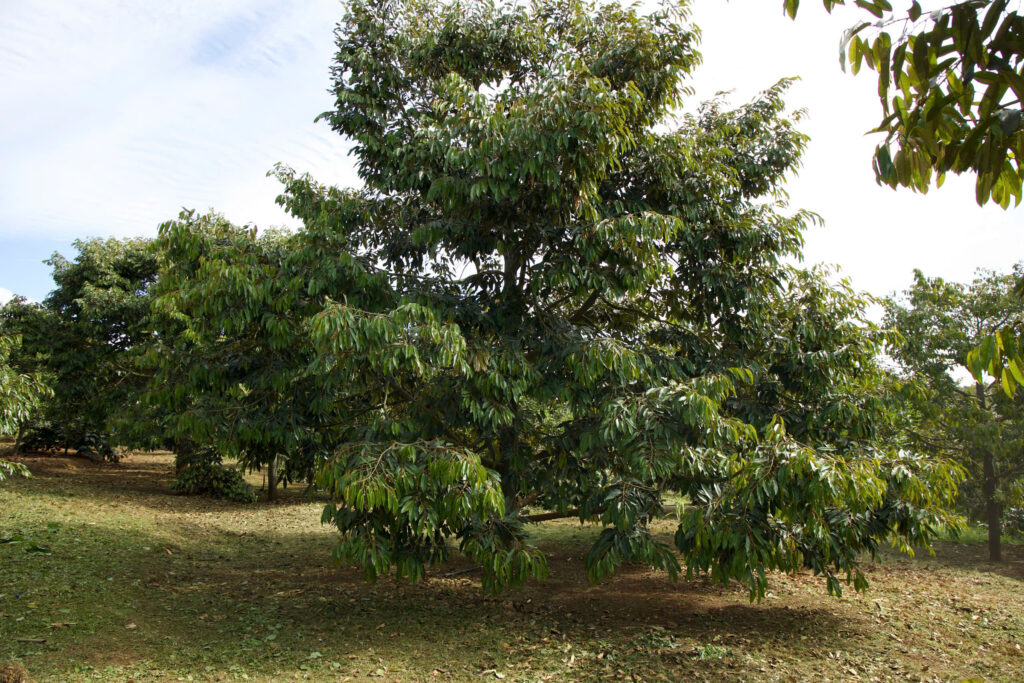 Durian Orchard in the Early Morning