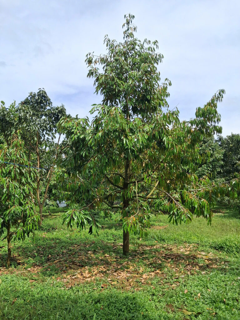 Characteristics of Mature Durian Trees