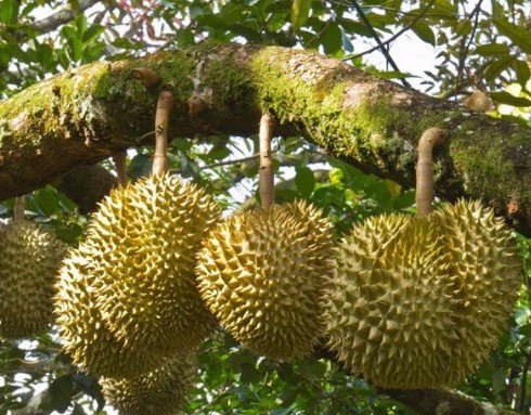 Dona - Thai variety