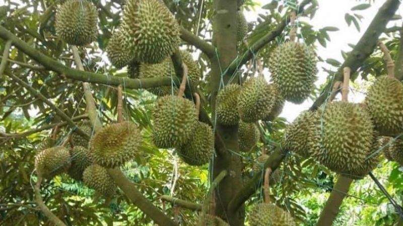 Musang King - Popular variety in Malaysia and Singapore