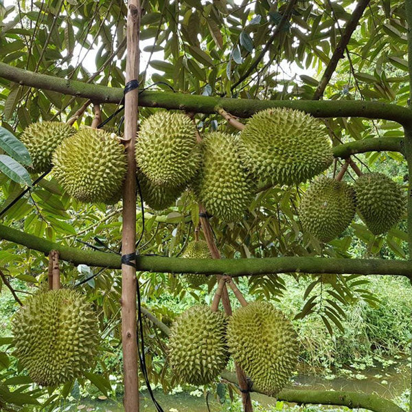 Famous Vietnamese Ri6 Variety
